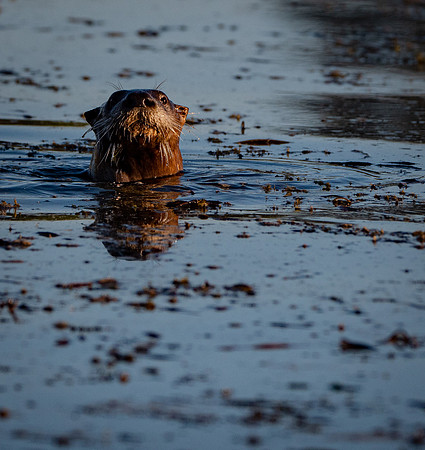 River Otter