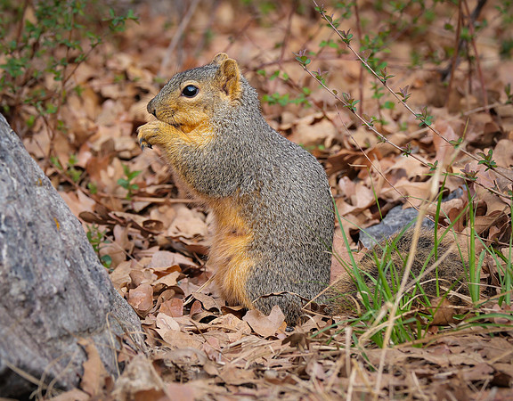 Fox Squirrel