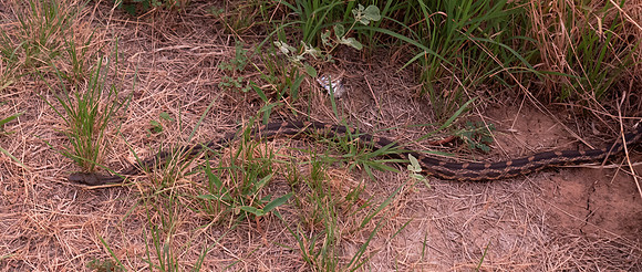 Rat Snake