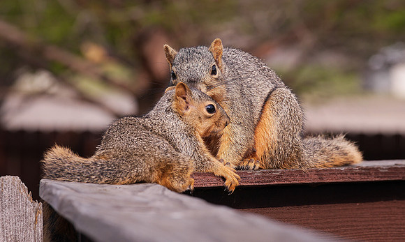 Fox Squirrel's