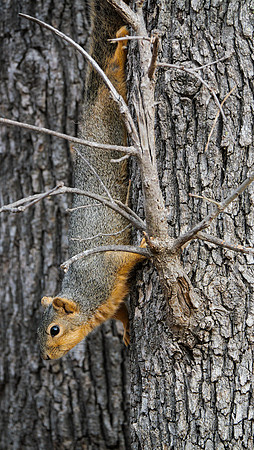 Fox Squirrel