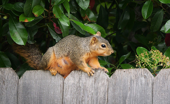 Fox Squirrel