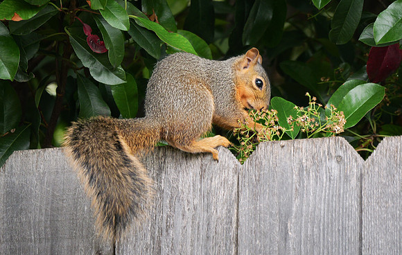 Fox Squirrel